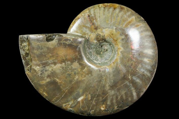 Polished Ammonite Fossil - Madagascar #166683